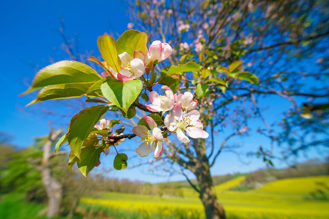 Apple blossom