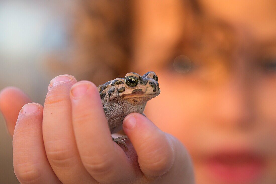 Holding a marsh frog