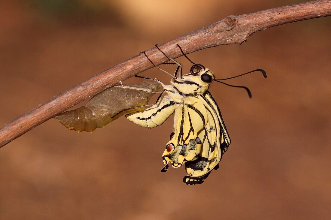 Swallowtail butterfly emerging from cocoon