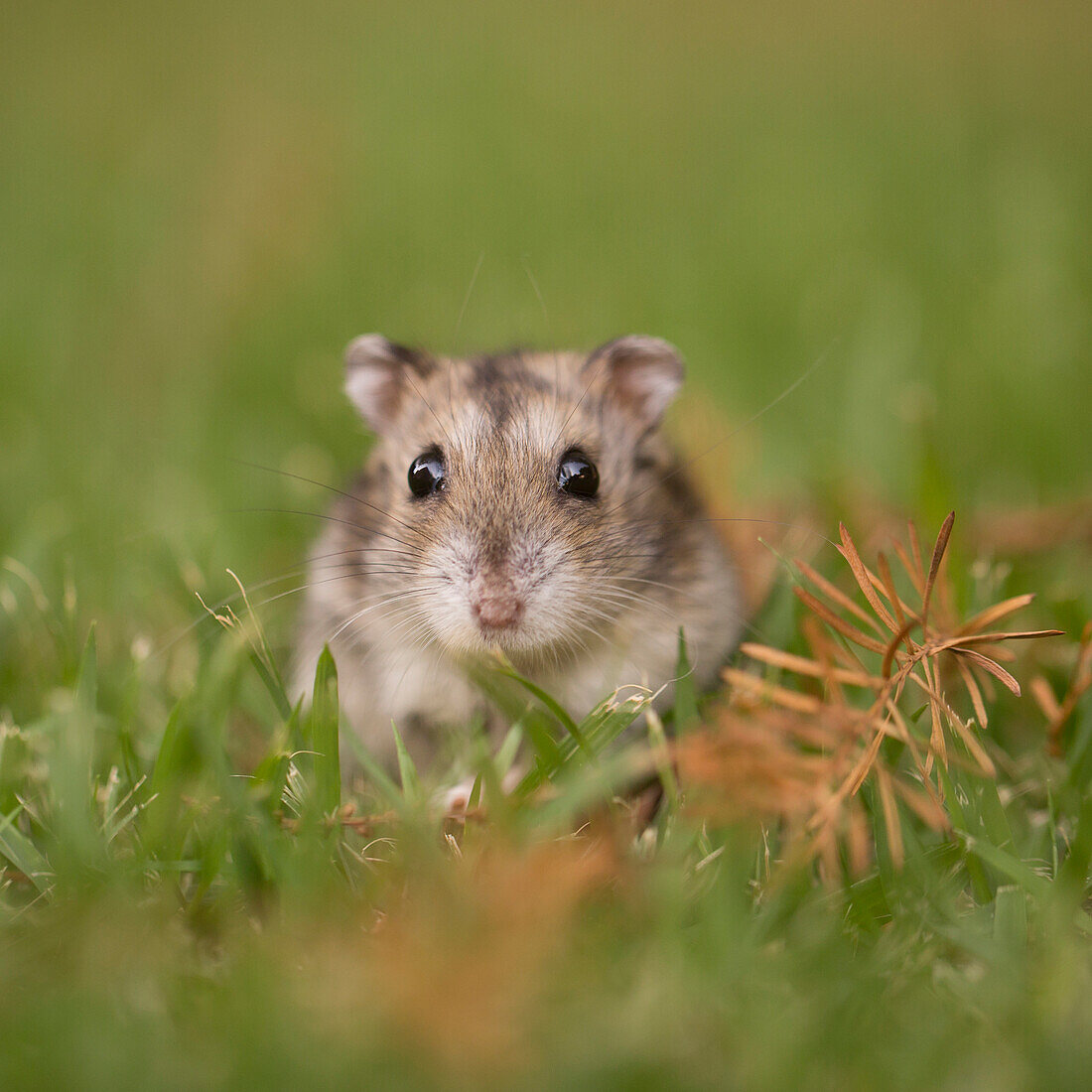 Djungarian hamster