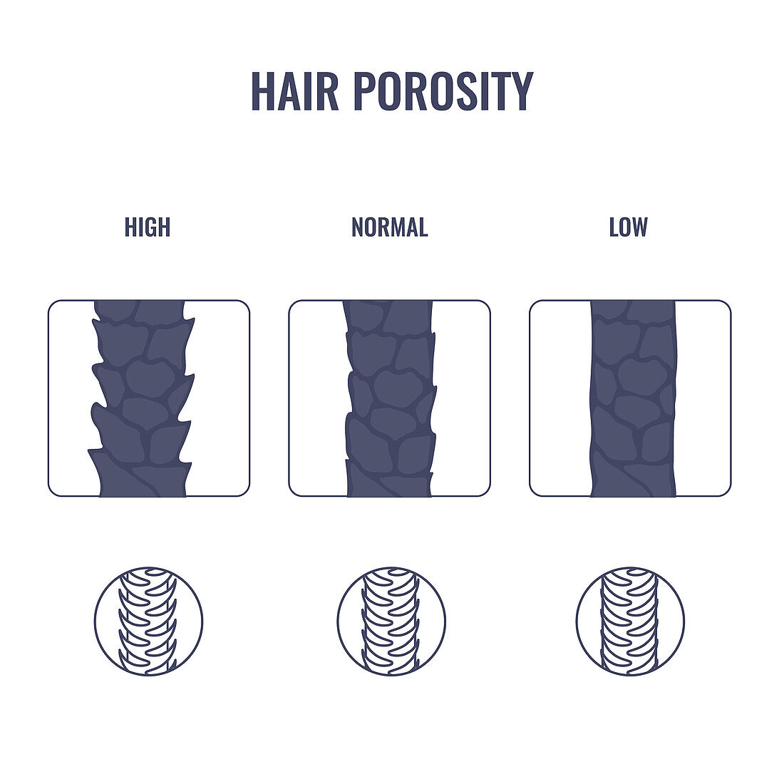 Hair porosity types, conceptual illustration