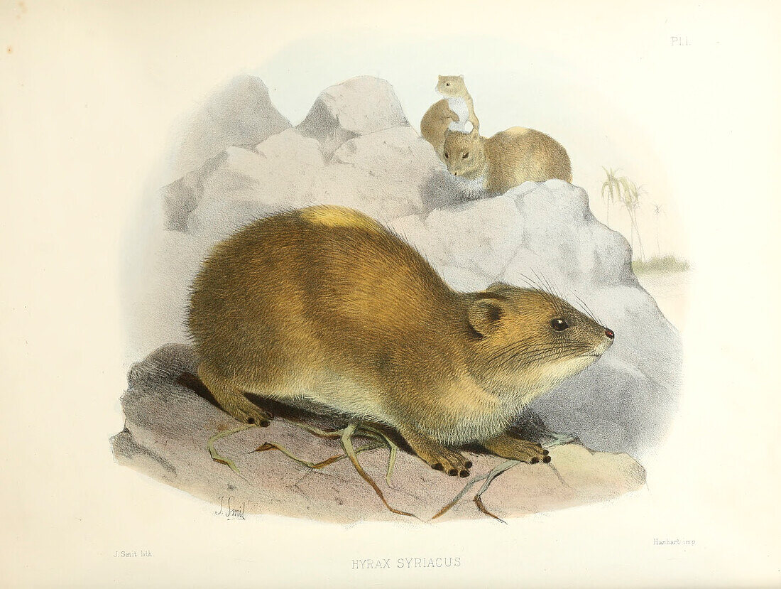 Rock hyrax, 19th century illustration