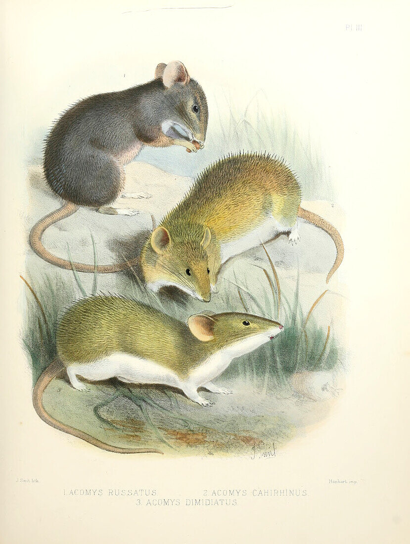 Spiny mice, 19th century illustration
