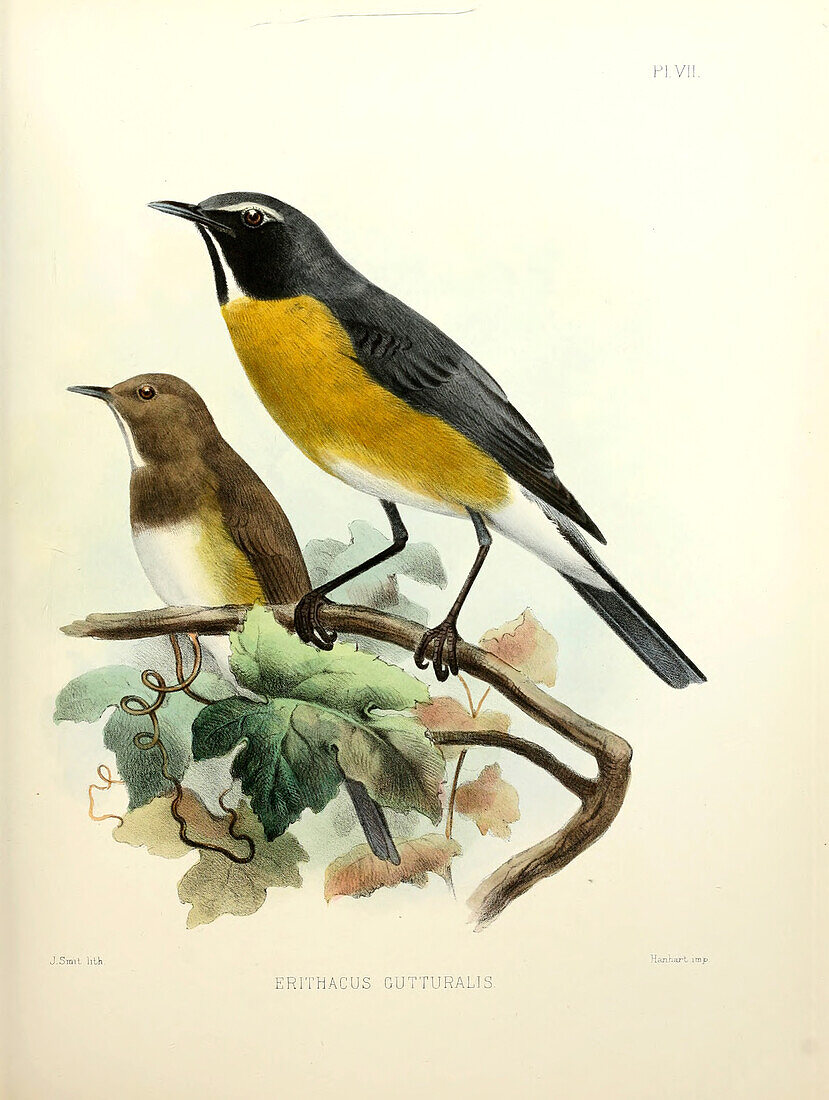 White-throated robin, 19th century illustration
