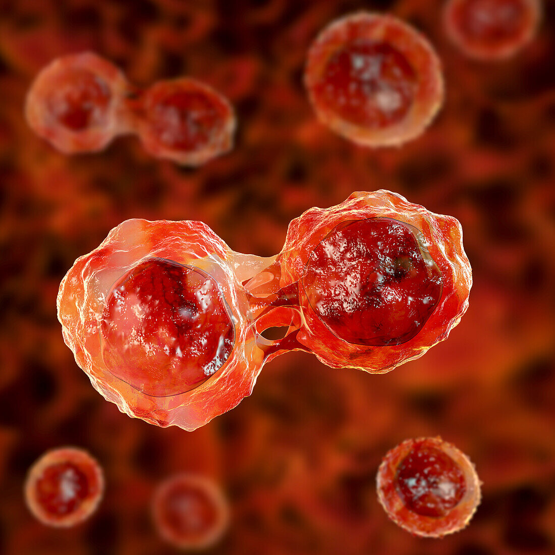 Stem cells, illustration
