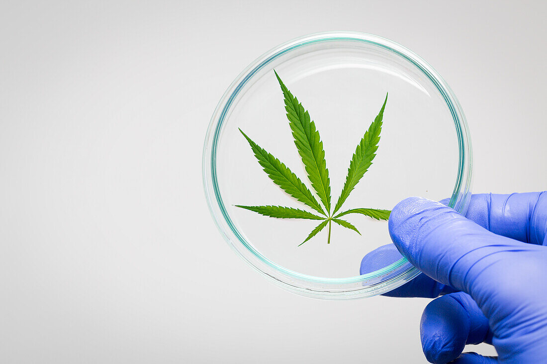 Hand holding a petri dish with a cannabis leaf inside