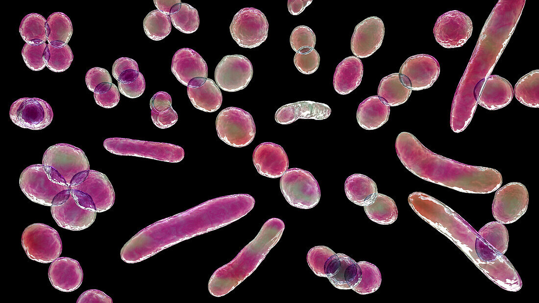 Bacteria of different shapes, illustration