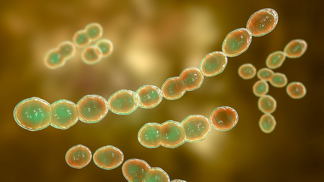 Leuconostoc bacteria, illustration