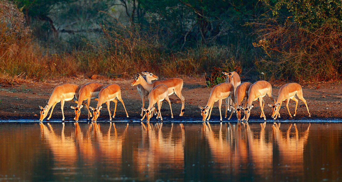 Impala herd drinking water