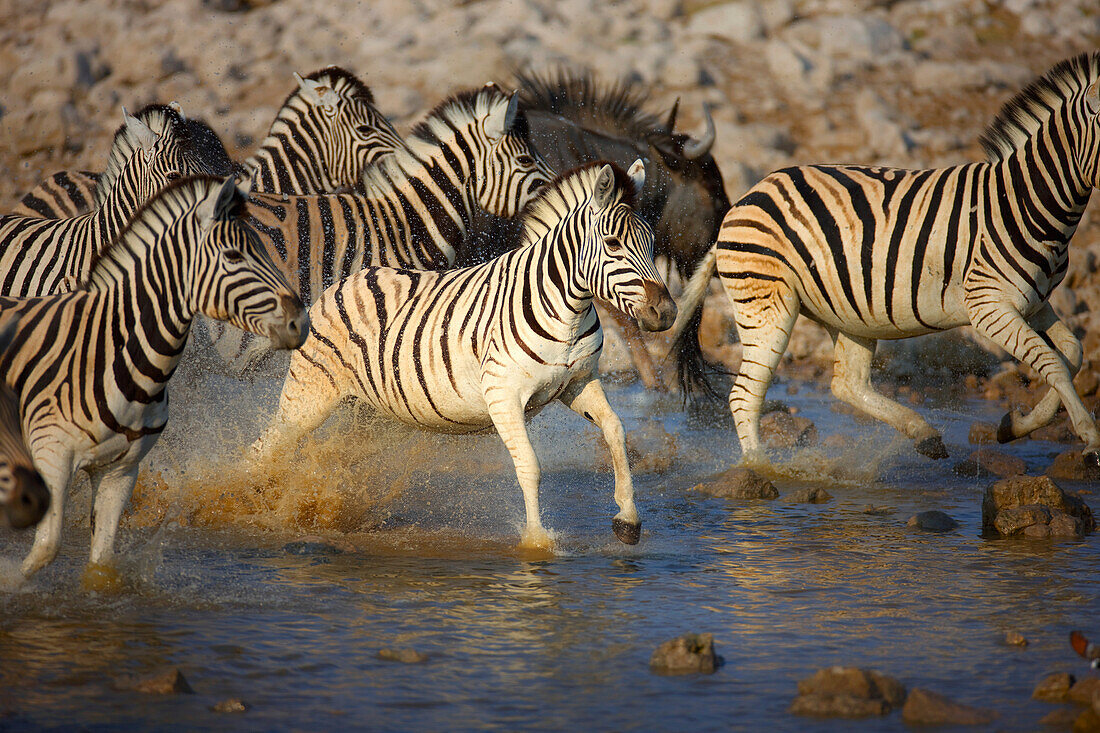 Zebras running through water
