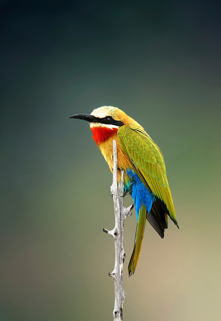 White-fronted bee-eater