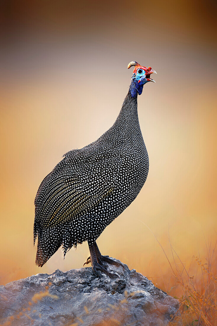 Helmeted guineafowl perched on a rock