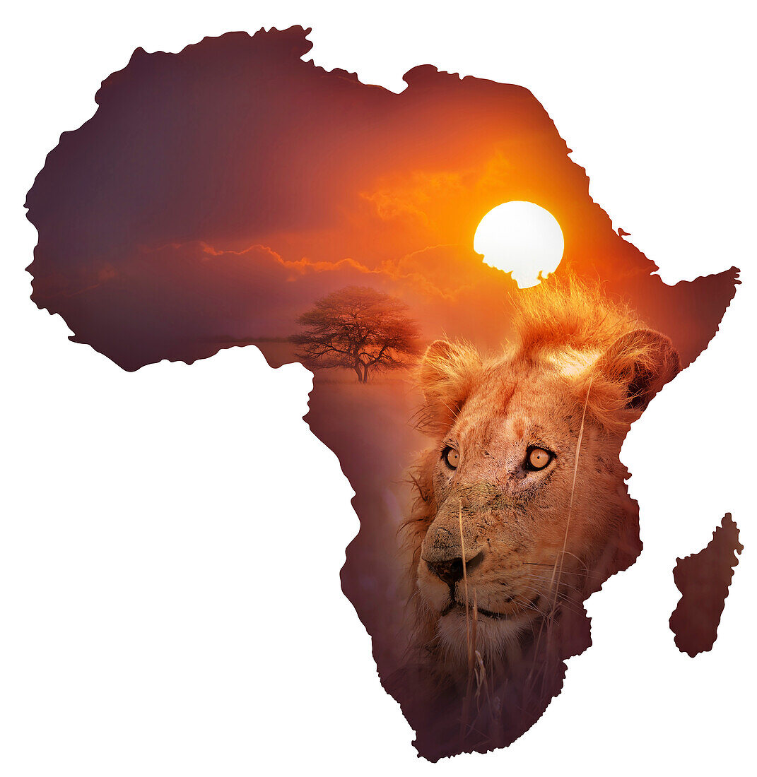 African wildlife, conceptual image