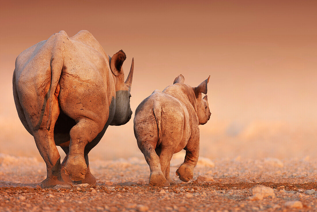 Black rhinoceros calf and cow walking away
