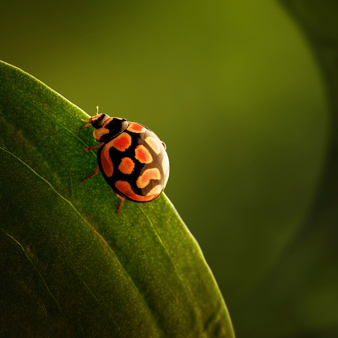 Ladybird perched on green leaf