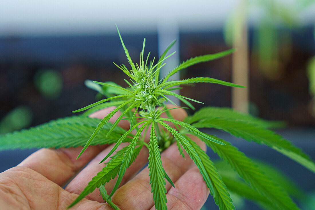 Person holding a cannabis plant