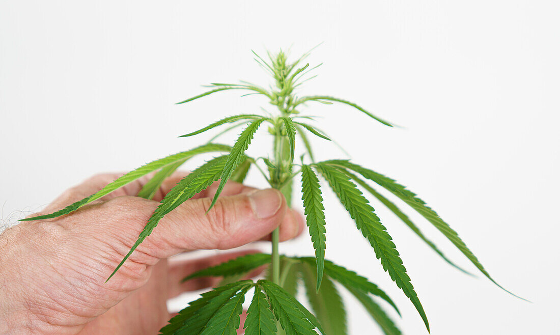 Person holding a cannabis plant