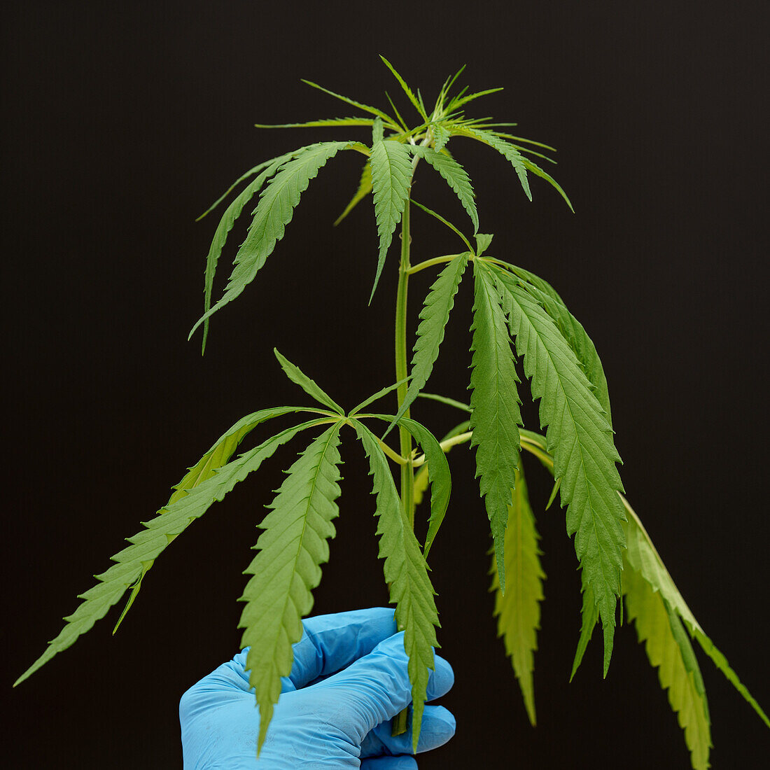 Laboratory assistant holding cannabis plant