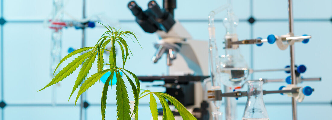 Cannabis research, conceptual image