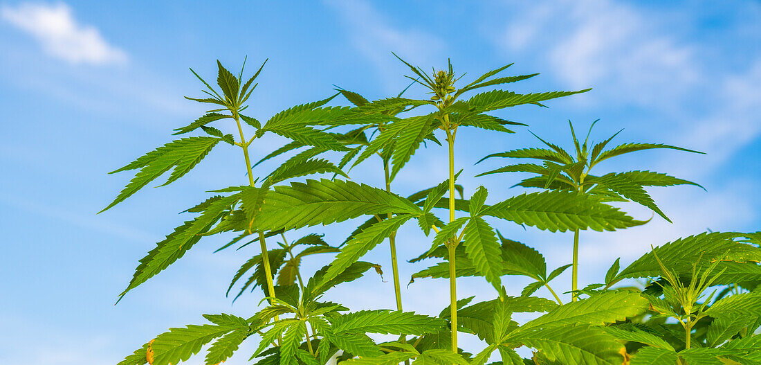 Medicinal hemp bushes in an industrial greenhouse