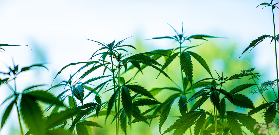 Cannabis in a field