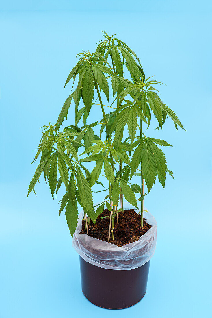 Cannabis plant in a flower pot