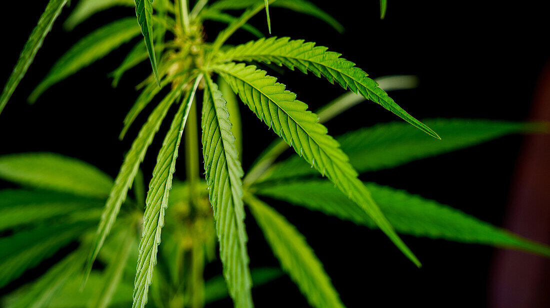Cannabis leaves