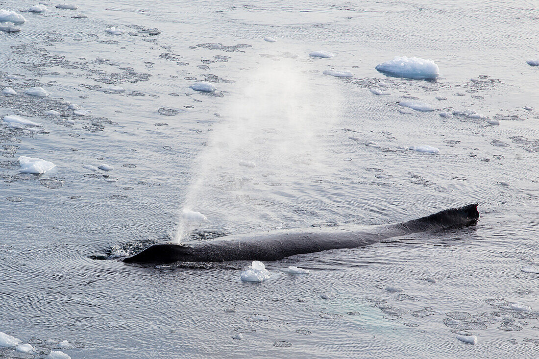 Humpback whale