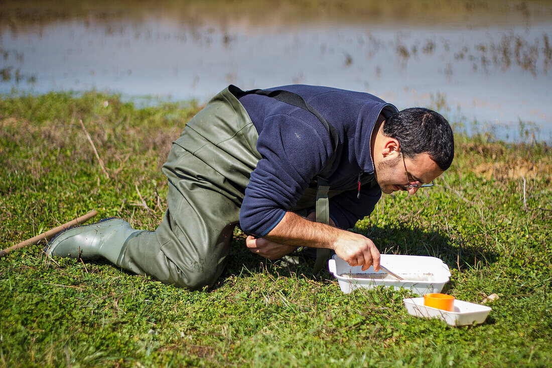 Scientist sorting biological net samples at a wetland