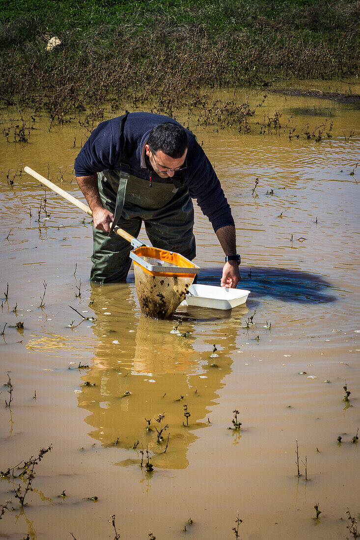 Scientist sampling for biota in a wetland