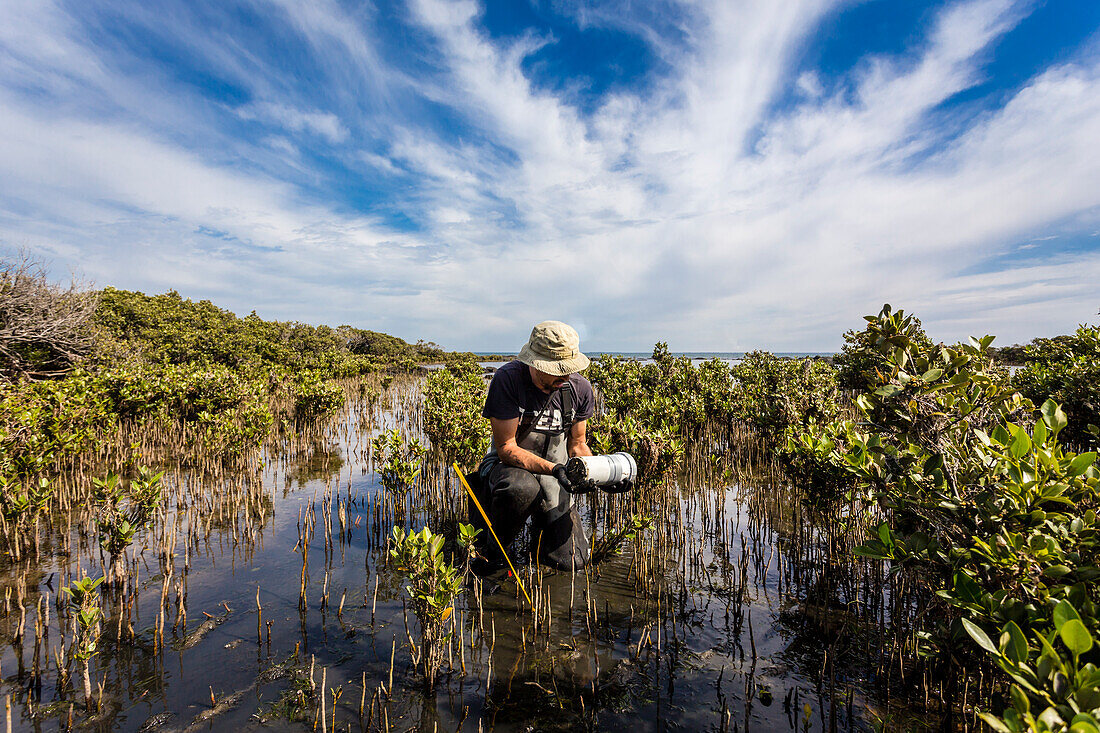 Scientist collecting a sediment core