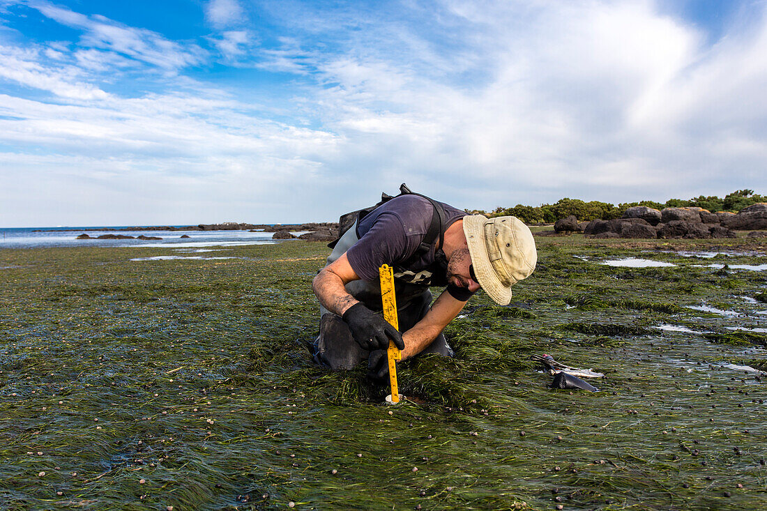 Scientist collecting sediment core