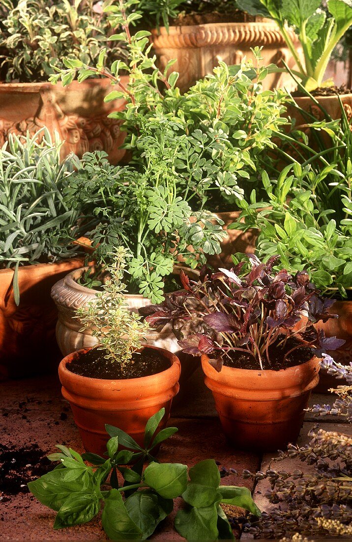 Herb garden: flower pots and boxes of fresh herbs