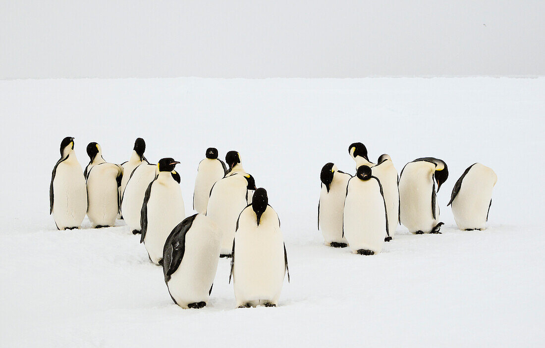 Group of emperor penguins