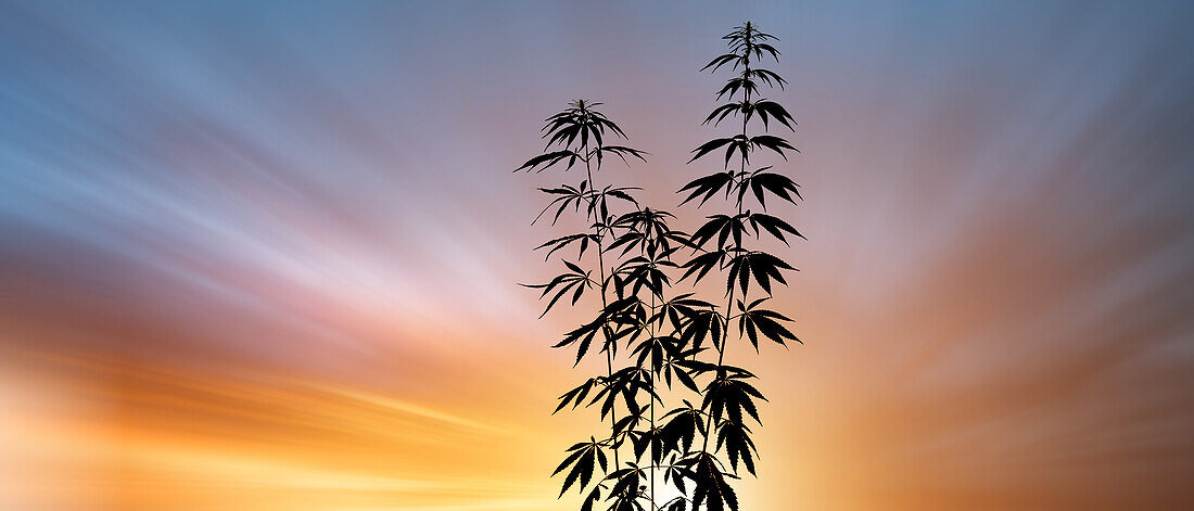 Cannabis plants during sunset