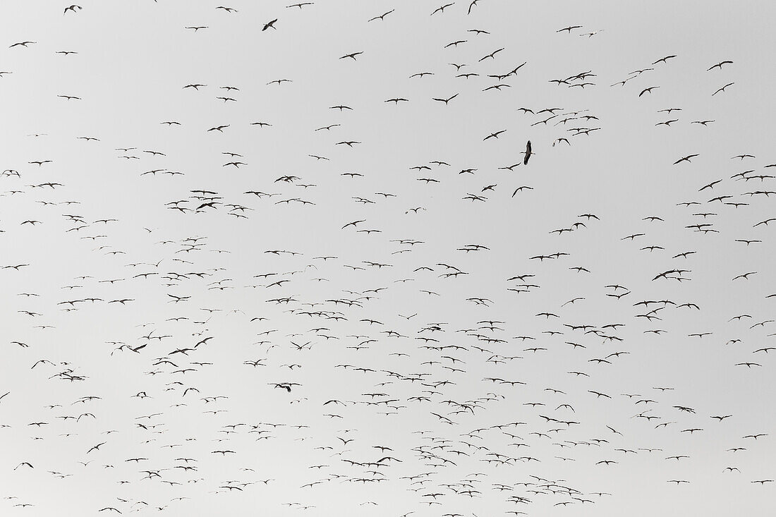 Flock of storks