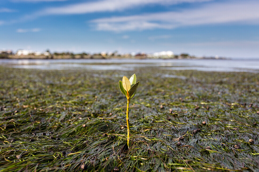 Young mangrove growing in seagrass beds