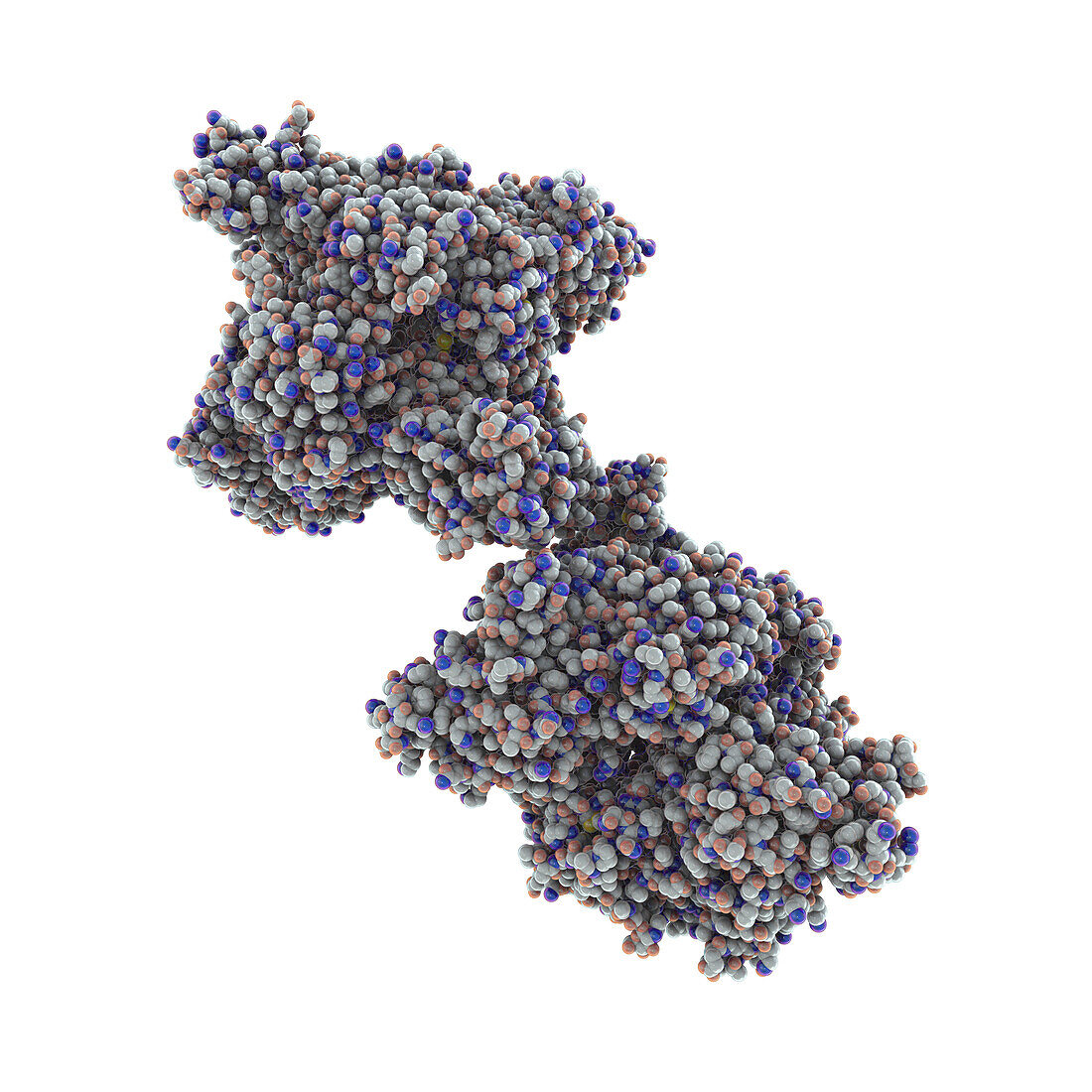 Beta-hexosaminidase A enzyme, illustration