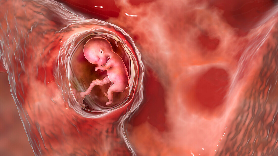 Human foetus, illustration