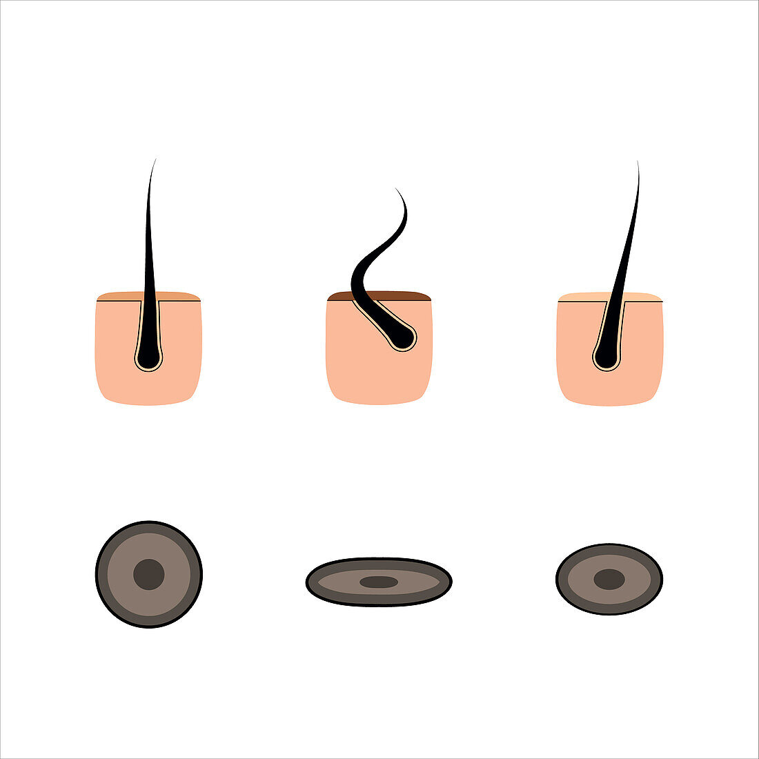 Hair types chart, illustration