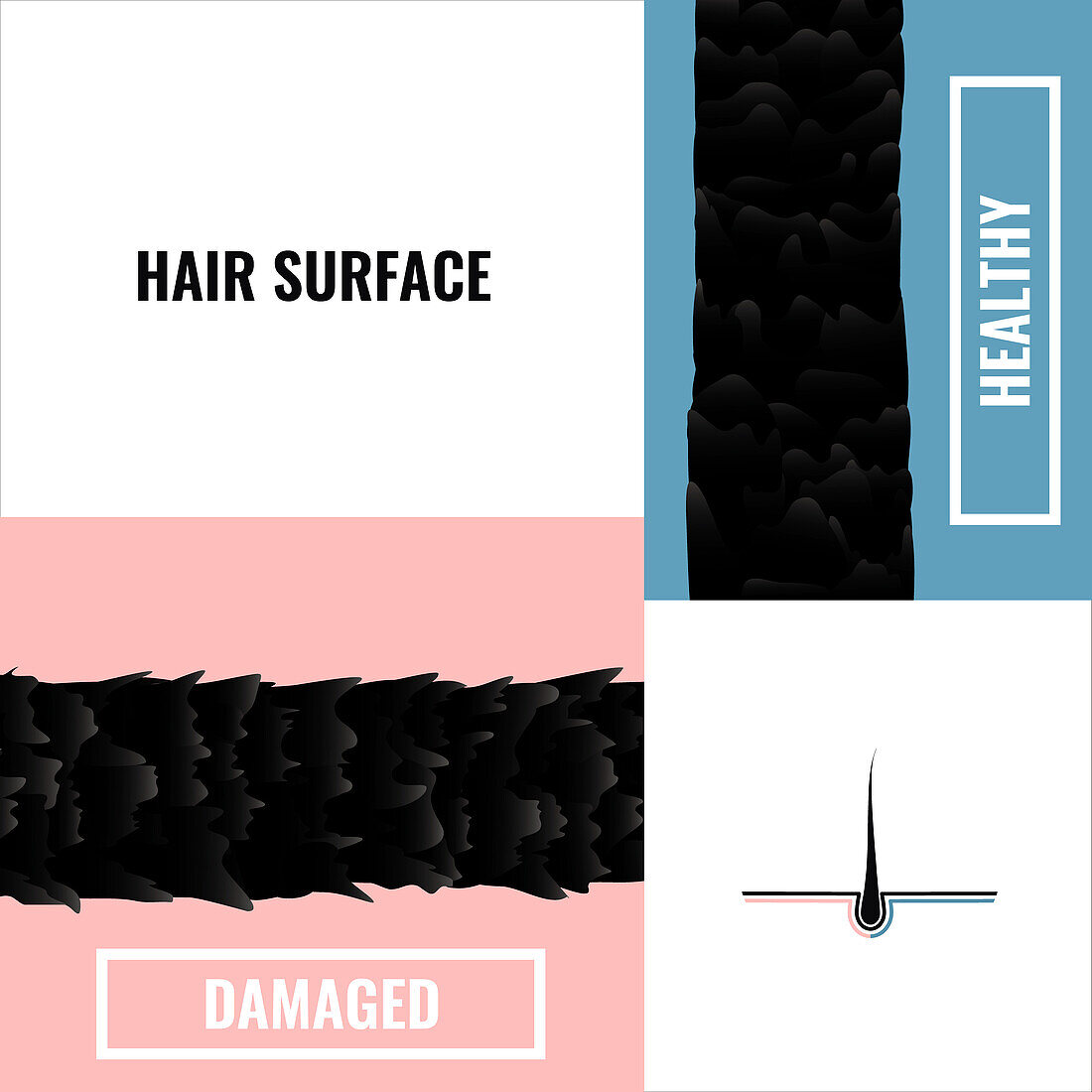 Hair health, conceptual illustration