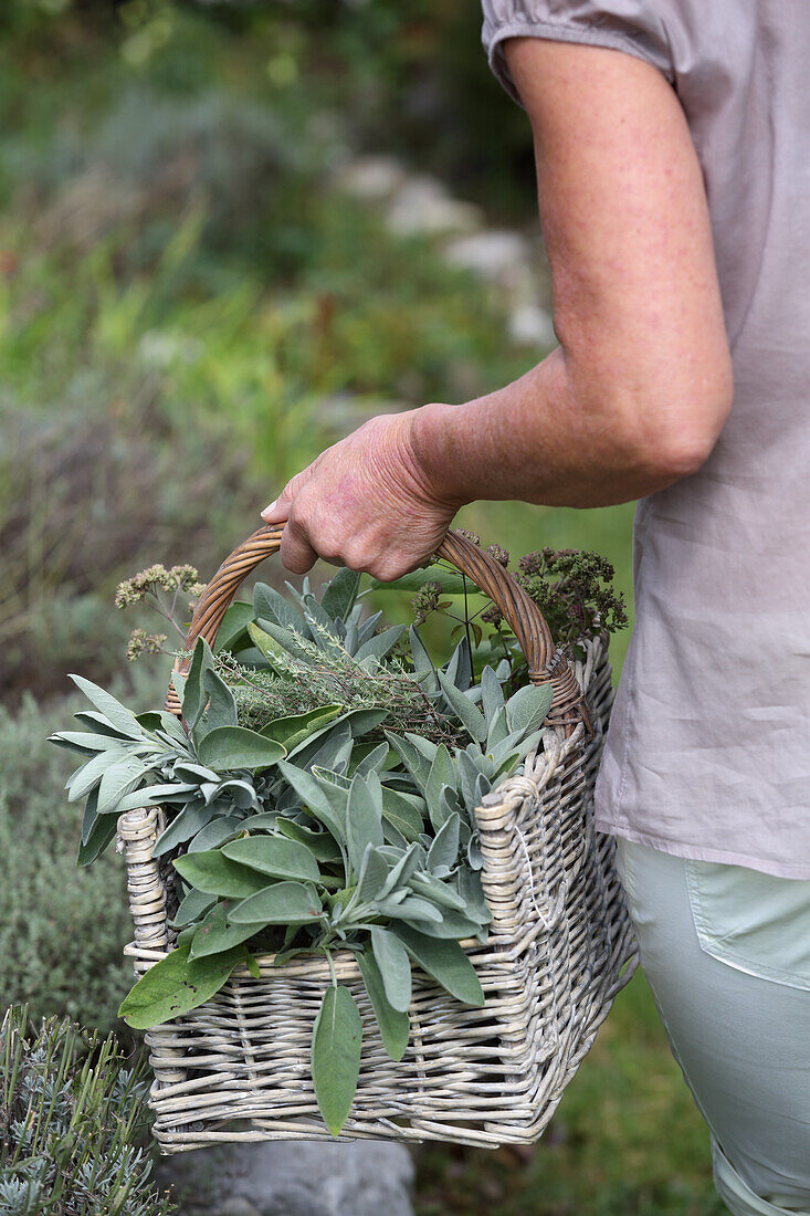 Basket with freshly harvested medicinal herbs