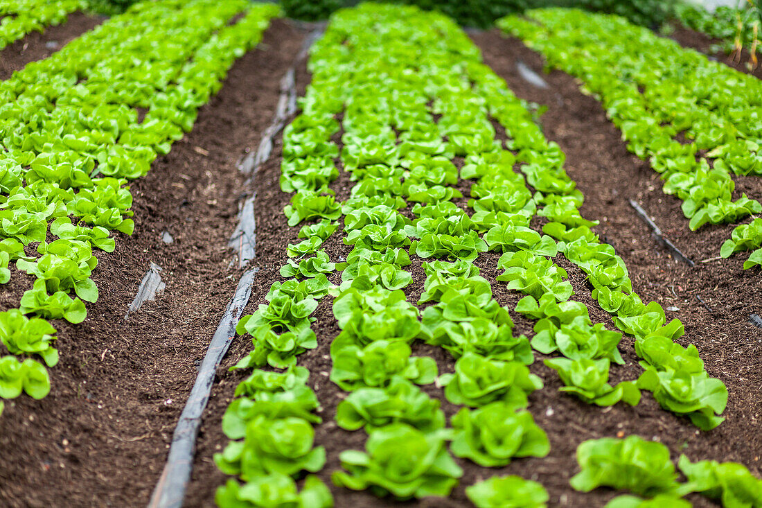 Lettuce growing