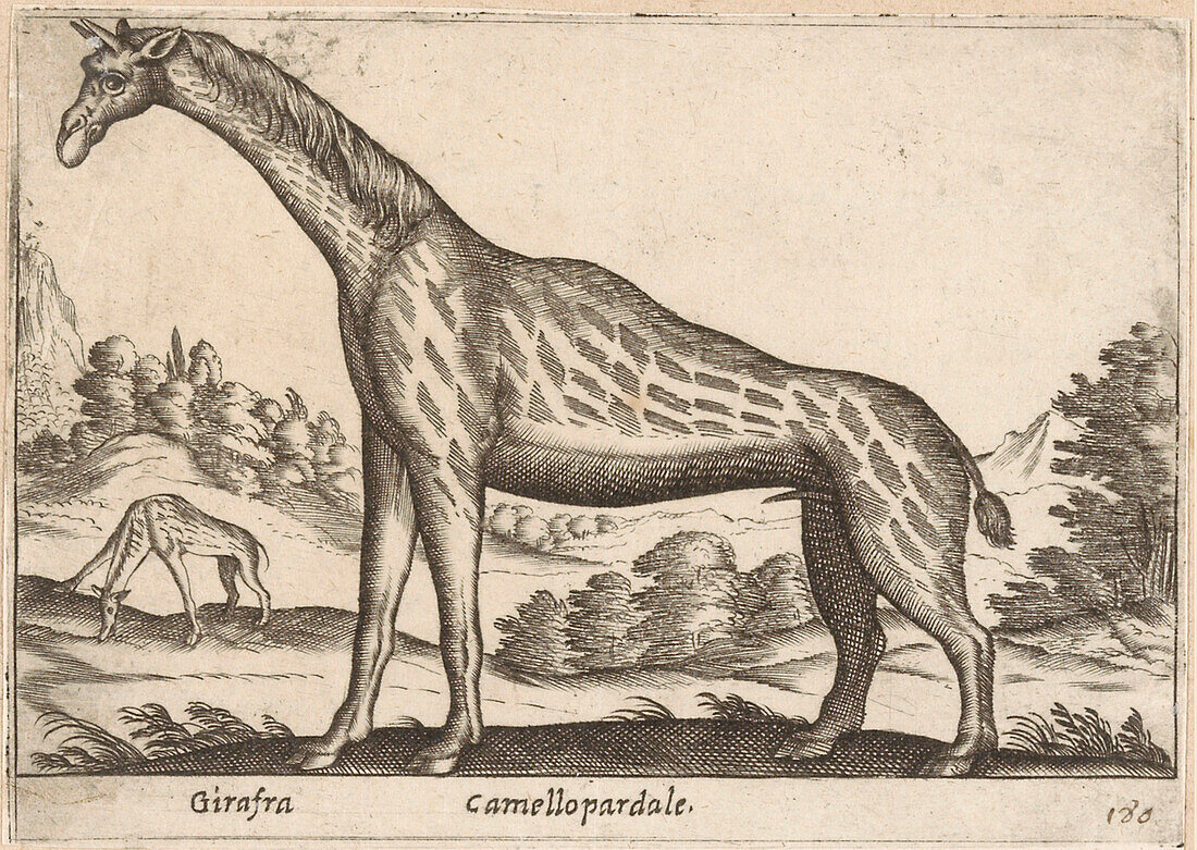 Giraffe, 17th century illustration