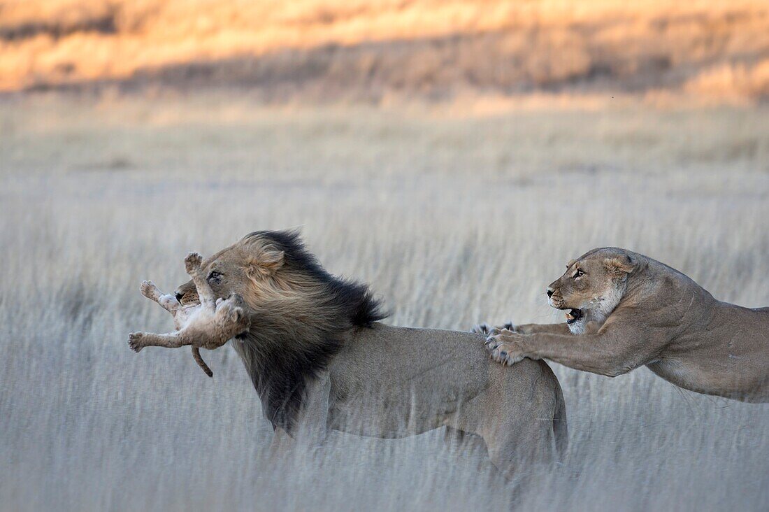 African lion infanticide