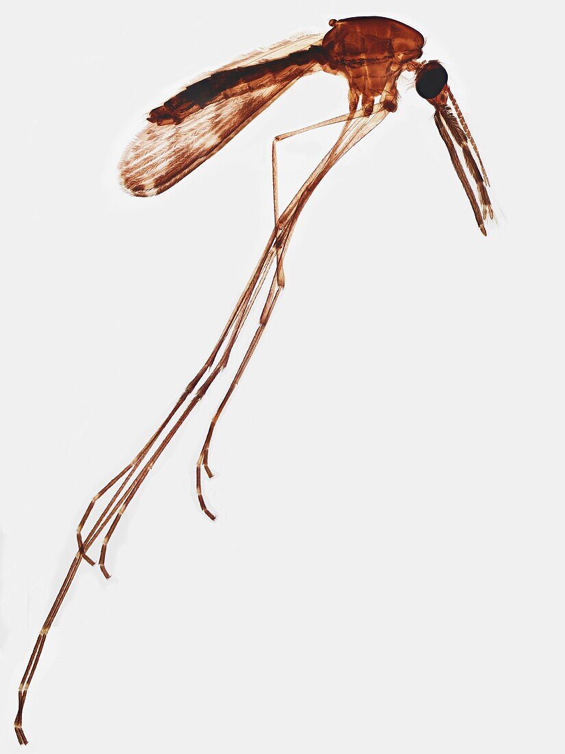 Anopheles mosquito, LM