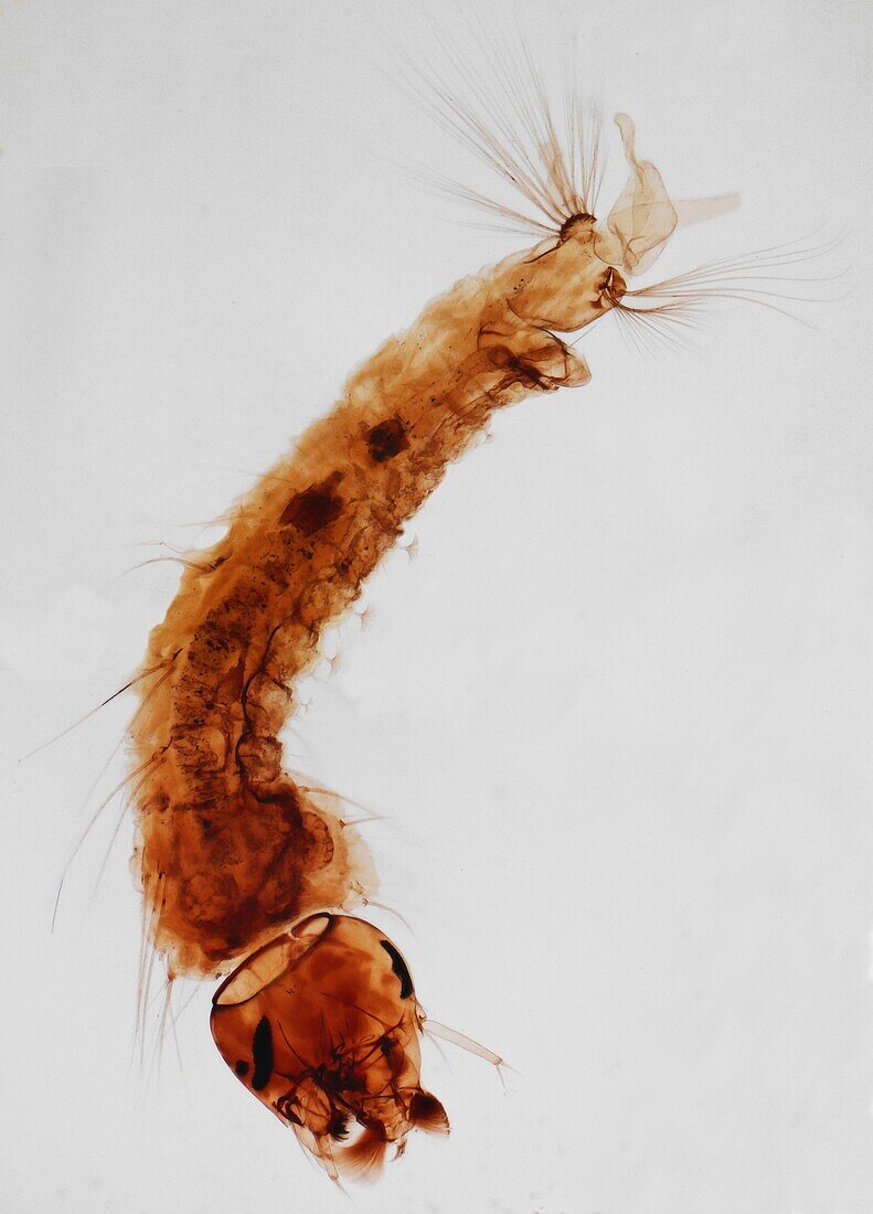 Anopheles mosquito larva, LM