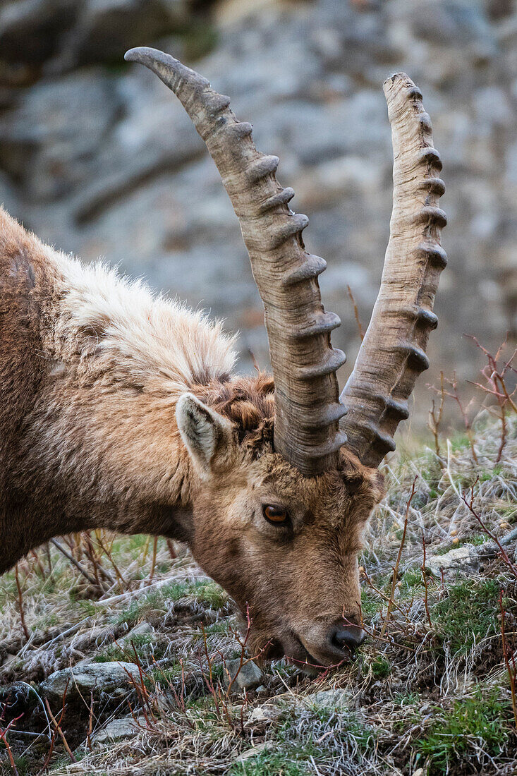 Alpine ibex grazing