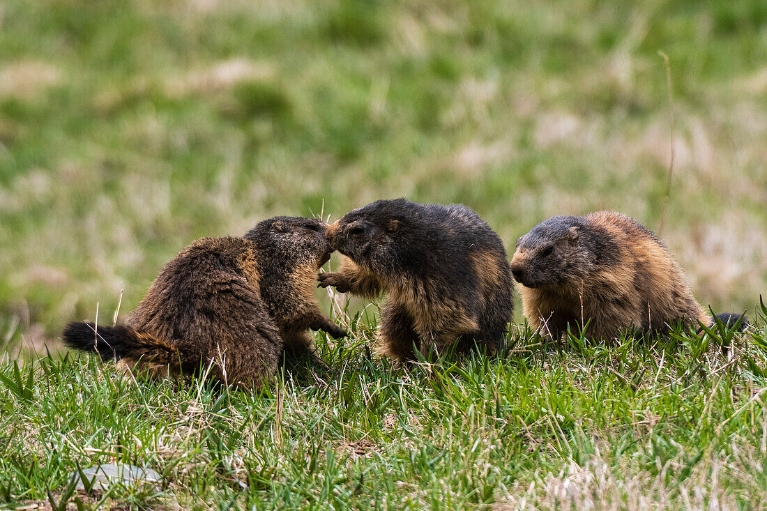 Three alpine marmots playing on grass