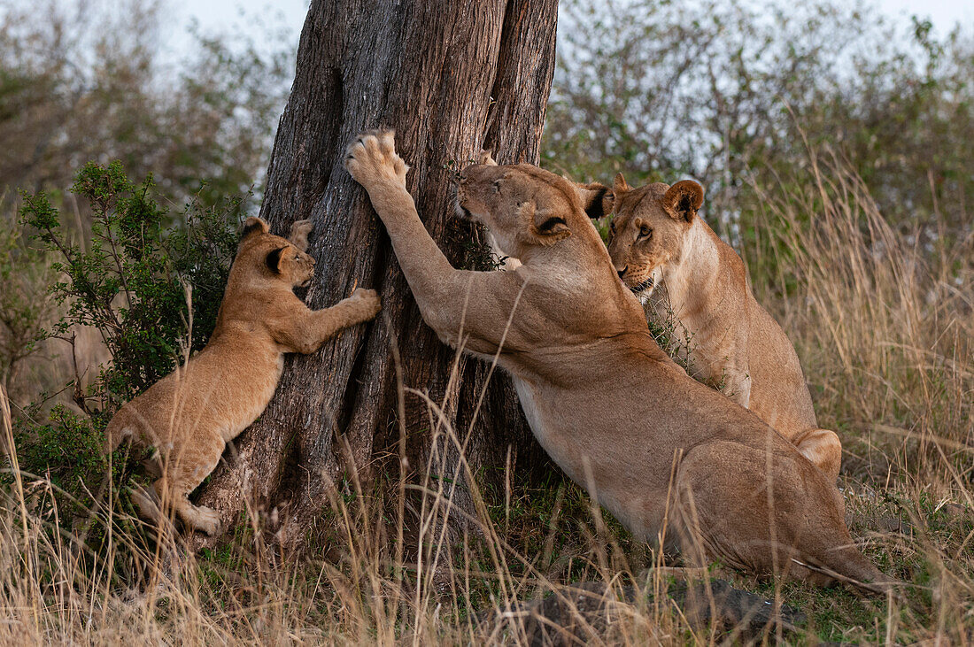 Two lioness and a cub scratching on a tree